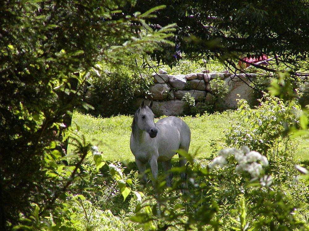 Arabian Horse Inn Sudbury Kültér fotó