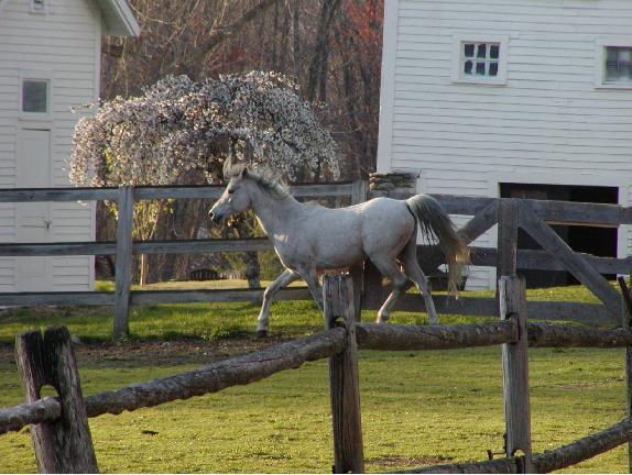 Arabian Horse Inn Sudbury Kültér fotó